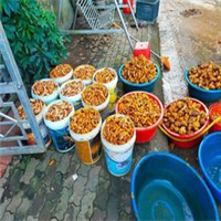 Tìm đại lý, nhà phân phối Tinh Bột Nghệ nguyên chất